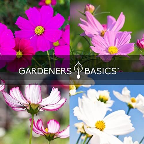 Gardeners Basics, Cosmos Seeds for Planting Outdoors Flower Seeds (4 Variety Pack) Cosmos Candystripe, Sensation Mix, Dazzler, Purity Pink and White Varieties for Bees, Pollinators Wildflower Seed - Image 4