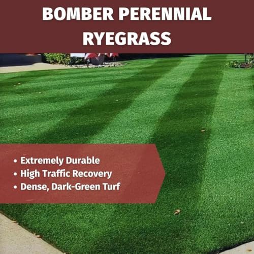 Velocity™ Perennial Rye Grass Seed (25 lbs) — Fast-Germinating Cool-Season Turf for Overseeding Lawns, Sports Fields & Golf Courses — Dark Green Winter Color - Image 7