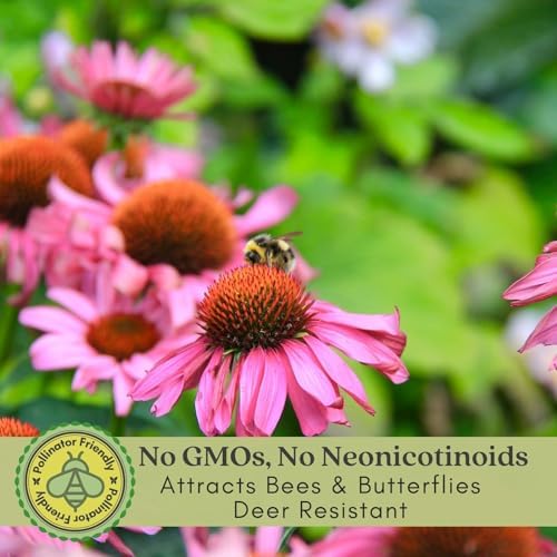 Clovers Garden Deep Rose Coneflower (Echinacea) Plants – Two (2) Live Plants – Non-GMO - Not Seeds - Each 4" to 8" Tall – in 4" Inch Pots – Hardy Flowering Perennial, Pollinator Favorite - Image 3