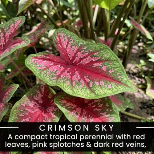 6 Crimson Sky Caladium Bulbs for Planting, Red Foliage Tubers for Shade - Image 2