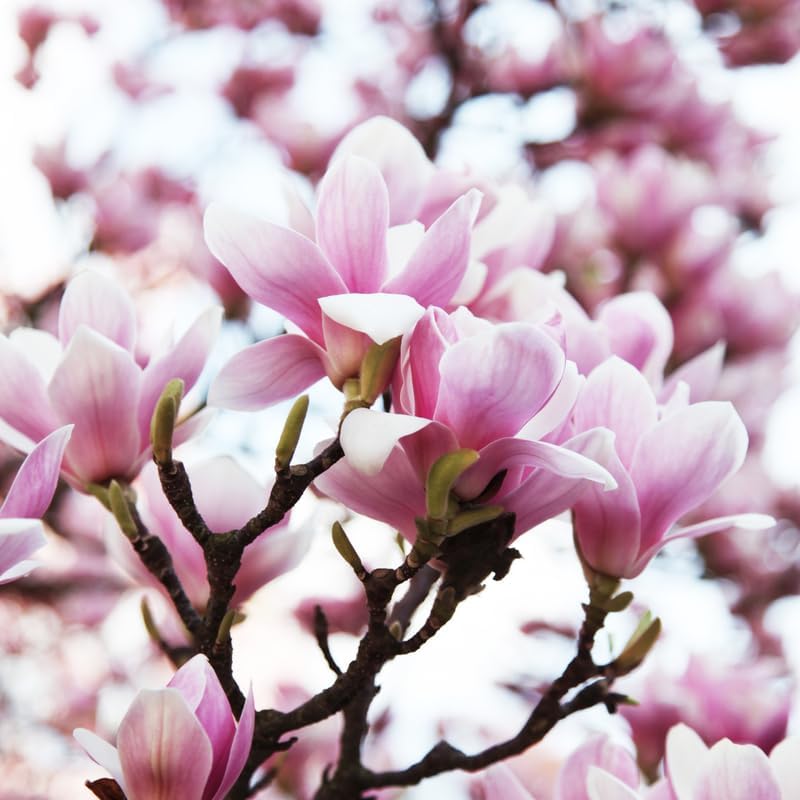 Jane Magnolia Tree Live Plant, Blooming Shrub, 4-8 Inch Tall - Image 2