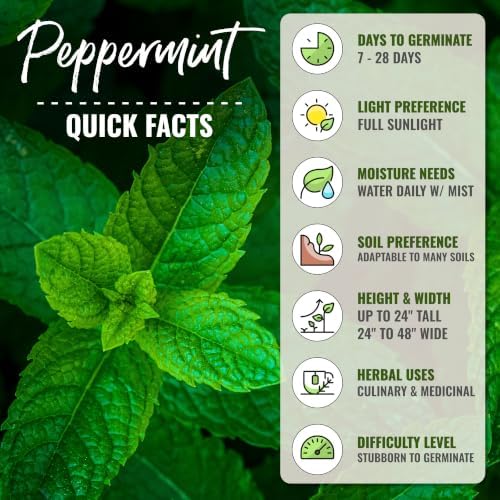 Seed Needs Peppermint Seeds to Plant an Herb Garden - 5 Packs - Image 4