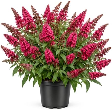 Red Pink Butterfly Bush Live Plant in 1 Gal Pot, Flowering Buddleia Shrub by Unknown