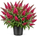 Red Pink Butterfly Bush Live Plant in 1 Gal Pot, Flowering Buddleia Shrub by Unknown