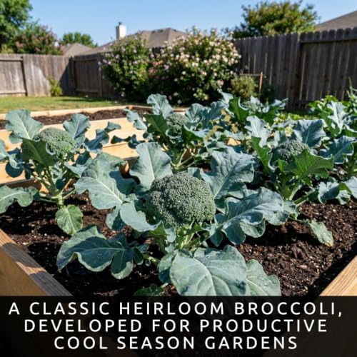 500 Waltham Broccoli Seeds | Heirloom Vegetable Seeds for Planting - Image 2