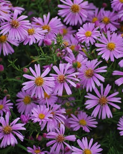 Perennial Farm Aster X 'Wood's Pink' – Live Dwarf Aster Perennial in #1 Container, Compact Habit with Rose-Pink Daisy-Like Blooms, Pollinator Friendly, Long Blooming, Great for Borders & Fall Gardens - Image 6