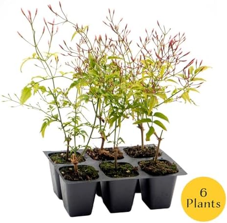 6 Pink Jasmine – Highly Fragrant White-Blooming Evergreen Climbing Vine for Trellises, Fences & Containers (Jasminum polyanthum) in 2.5″ Cubes, Live Plants - Image 3