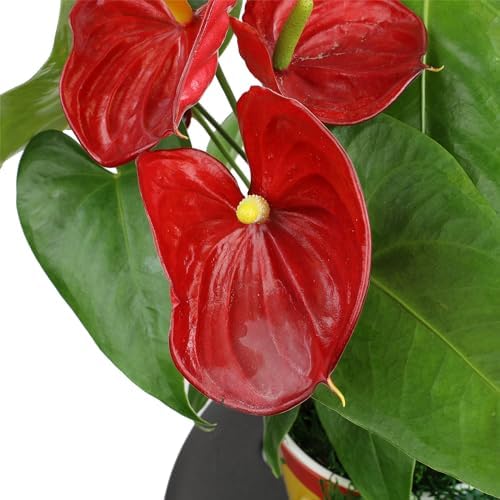 Red Anthurium Live Plant Decor 10-12" in Modern Planter, Plant Lover Gifts for Plant Lovers, Live Plants Indoor Plants Live Houseplants, Real Plants Indoor House Plants Easy Plants by Plants for Pets - Image 6