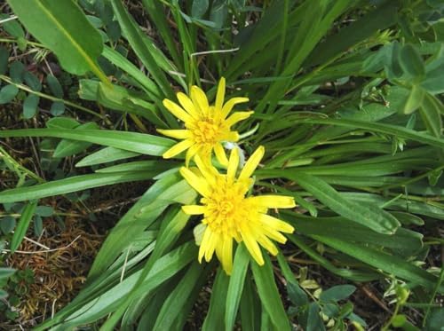 Seeds Oyster Plant Black Root - Salsify Scorzonera - Heirloom Vegetable - GMO Free - Image 6