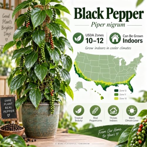 4 Black Pepper Live Plant Piper Nigrum Herb 4-6in Tall Spice Plant (4 Pack) - Image 4