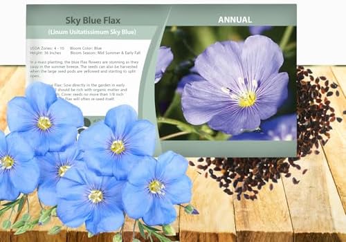 Outsidepride Sky Blue Flax Seeds - 2000 Pcs Annual Flower Seeds for Planting, Self-Seeding, Drought-Tolerant w/Compact Growth, for Small Gardens, Meadows, Borders, or Mass Plantings by Outsidepride
