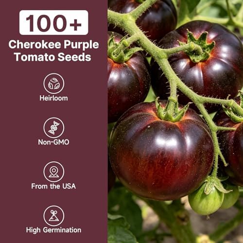 Groundio Cherokee Purple Tomato Seeds, 100+ Seeds, Solanum lycopersicum - Image 2
