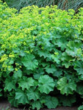 Perennial Farm Marketplace Alchemilla mollis (Lady's Mantle) Groundcover, Size-#1 Container, Light Green Foliage by PerennialFarmMarketplace