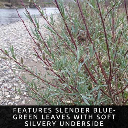 Purple Pussy Willow Tree Cuttings to Plant (4 Fresh Cuttings) – Fast Growing Ornamental Willow Shrub or Small Tree – Easy to Root Live Willow Cuttings for Landscaping & Spring Catkins - Image 4