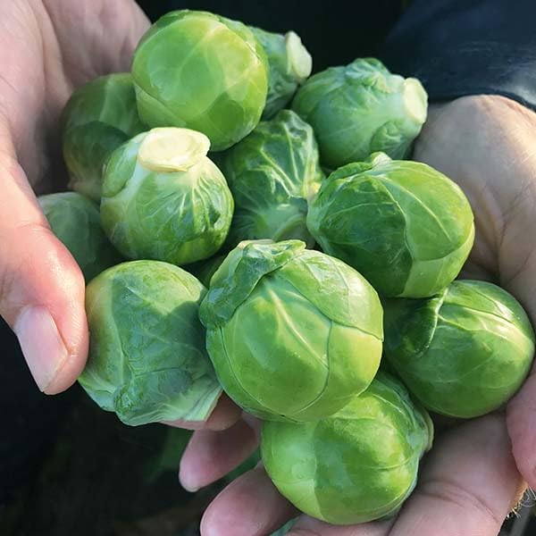 Brussels Sprout Jade Cross F1, 4 Live Plants, Extra-Early Maturing Vegetable - Image 2