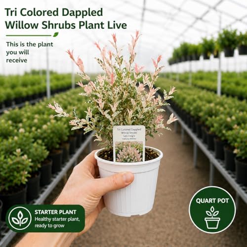1 Tri Colored Dappled Willow Shrub Plant Live, 6-10" Tall in 4" Pot, Hakuro Nishiki, Fast Growing, Variegated Foliage Shrub for Hedges, Borders & Outdoor Landscaping - Image 2