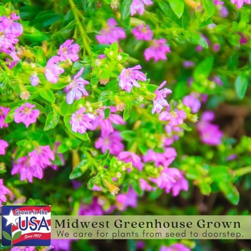 Clovers Garden Mexican Heather Magenta Plants - Two (2) Live Plants – Non-GMO - Not Seeds - Each 4" to 8" Tall – in 4" Inch Pots - Heat Tolerant, Pollinator Friendly, Low Maintenance - Image 3