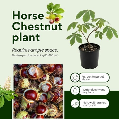 Horse Chestnut Live Tree Plant Dormant, 4-6" Tall - Image 2