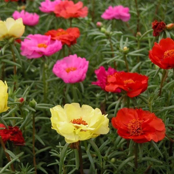 Outsidepride Mixed Moss Rose Seeds - 250 Pcs Annual, Drought & Heat Tolerant, Pollinator Friendly Ground Cover Seeds for Planting w/Vibrant Blooms & Succulent Foliage, Ideal for Xeriscaping - Image 2