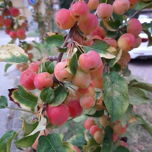 Live Crabapple Plant, 6-10 Inches Tall - Image 5