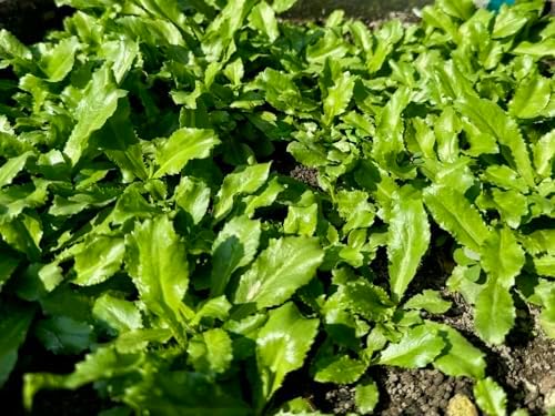 3500+ Culantro Seeds – Ngò GAI – Sawtooth Herb – Mexican Coriander – Long Coriander – Recao – Fitweed Seeds – Premium, Non-GMO, Heirloom– Made in USA, Vegetable for Yard & Garden Planting - Image 5