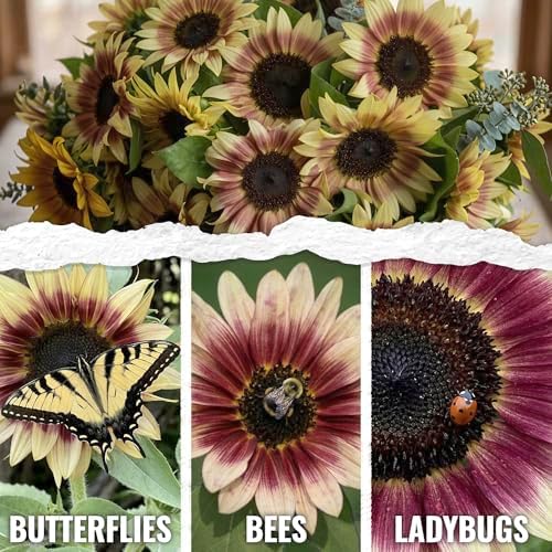 Seed Needs Cherry Rose Sunflower Seeds to Plant Cut Flowers - 2 Packs - Image 2