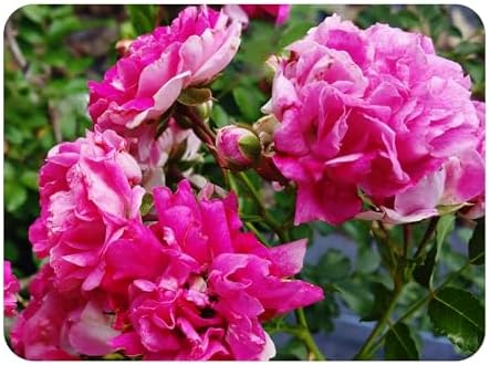 Seven Sisters Climbing Rambler Rose - Antique Heirloom Rosa Hybrid - Live Plant - Fragrant Spring Bloom - Double Pink Flower - Emerald Goddess Gardens Starter Sz 4 Inch Pot by EmeraldGoddessGardens