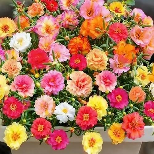 Mixed Color Portulaca Grandiflora Seeds, 20000 Double Moss Rose Seeds for Planting, Heirloom Ground Cover - Purslane Flower Seed for Outside, Beds, Yards, Flower Garden - Image 4