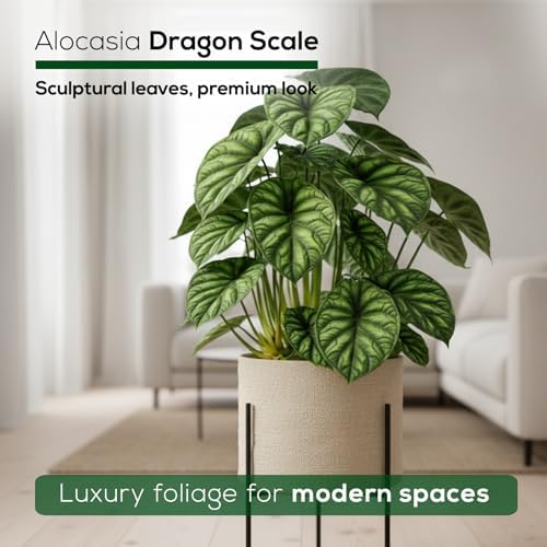 Alocasia Dragon Scale (4 Pack) Live Plant, Rare Indoor Alocasia, Elephant Ear Tropical Houseplant, Textured Foliage Plant, Starter Size Alocasia Plant,Houseplant for Home Decor and Indoor Growing - Image 5