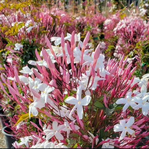 Pink Jasmine Plant Live Winter Jasmine Climbing Jasmines Indoor Shrub Fragrant Flowers 6-12" Tall 4" Pot - Image 5