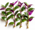 Tradescantia Live Plant Cuttings, Choose Your Variety, 5 Rooted Cuttings Per Order, Easy to Grow Indoor Houseplant, Fast Growing Trailing Vine, Rooted Starter Plants (5 Emerald Amethyst) by CZGrain