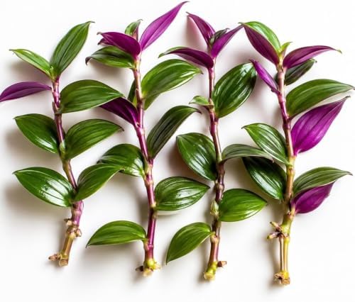 Tradescantia Live Plant Cuttings, Choose Your Variety, 5 Rooted Cuttings Per Order, Easy to Grow Indoor Houseplant, Fast Growing Trailing Vine, Rooted Starter Plants (5 Emerald Amethyst) by CZGrain
