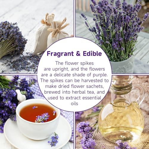 Groundio 1500+ English Lavender Seeds for Planting, Non-GMO | Heirloom | High Germination Dwarf Lavender Herb Seeds for Indoor & Outdoor Pollinator Attract (Lavandula Angustifolia) - Image 5
