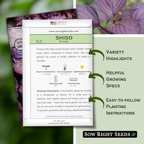 Sow Right Seeds - Purple Shiso Seeds for Planting Perilla Leaf Herb Garden - Image 2