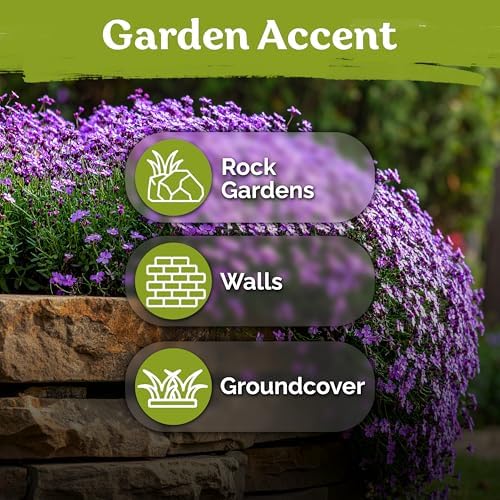 1,000 Purple Rock Cress Heirloom Flower Seeds, Aubrieta Deltoidea - Image 6