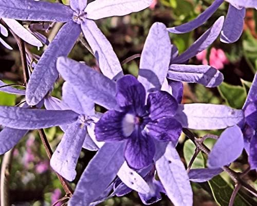 Purple Queens Wreath, a/k/a Sandpaper, Bluebird Vine, Live Plant - Image 5
