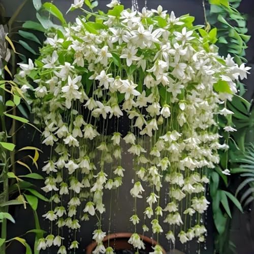 Weeping Jasmine Seeds (300 PCS) – Fragrant Cascading White Flowers, Climbing & Trailing Ornamental Vine, Non-GMO Flower Seeds for Garden, Balcony & Pergola Planting - Image 2