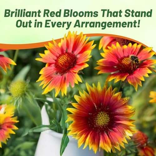 Outsidepride Gaillardia Aristata Arizona Red Shades Blanket Flower Seeds for Planting - 50 Pcs Perennial Wildflower Seeds, Drought-Tolerant for Xeriscaping, Pollinator Gardens, or Wildflower Mixes - Image 5