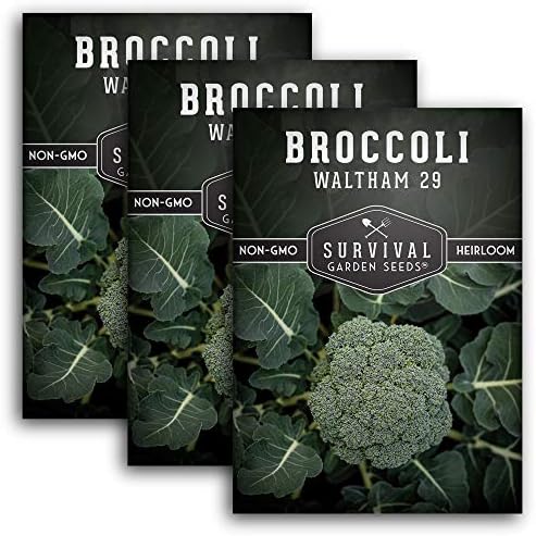 Waltham 29 Broccoli Seeds for Planting – Survival Garden Seeds (3 Packs) by SurvivalGardenSeeds