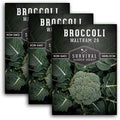 Waltham 29 Broccoli Seeds for Planting – Survival Garden Seeds (3 Packs) by SurvivalGardenSeeds