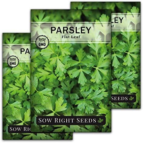 Sow Right Seeds - Flat Leaf Italian Parsley Seed for Planting Herbs 3pk by SowRightSeeds