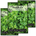 Sow Right Seeds - Flat Leaf Italian Parsley Seed for Planting Herbs 3pk by SowRightSeeds