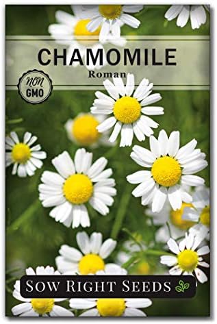 Sow Right Seeds - Roman Chamomile Seed for Planting Medicinal Herb Garden by SowRightSeeds