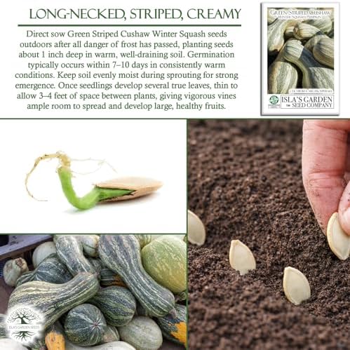 Green Striped Cushaw Pumpkin Seeds (Cucurbita argyrosperma) – 25 Heirloom Non-GMO Seeds by Isla’s Garden Seeds, Also Known as Crookneck Winter Squash, Long Striped Pie Variety, Sweet Creamy Flesh - Image 5