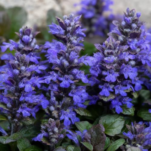 Chocolate Chip | 3 Live Plants | Ajuga Reptans | Ground Cover, Trailing Perennial, Low Maintenance, Shade Tolerant, Drought Tolerant, Vibrant Foliage, Easy to Grow, Evergreen, Fast Spreading - Image 3
