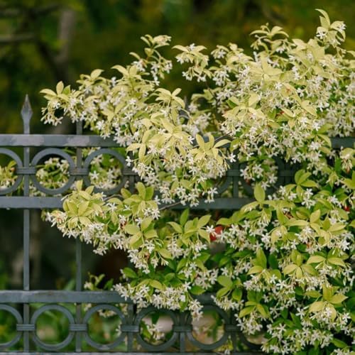 Daisy Ship Star Jasmine Fast-Growing Climber - 4 x 2 inch Bags - Image 6