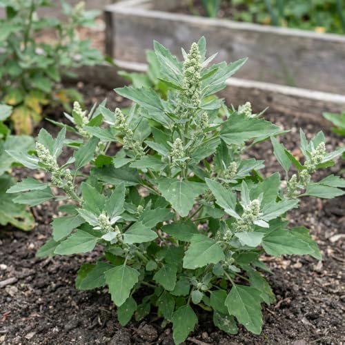 10,000+ Lambs Quarters Seeds – Chenopodium Album Garden Herb Seeds – Goosefoot Wild Herb Seeds for Outdoor Garden, Raised Beds & Containers - Image 2