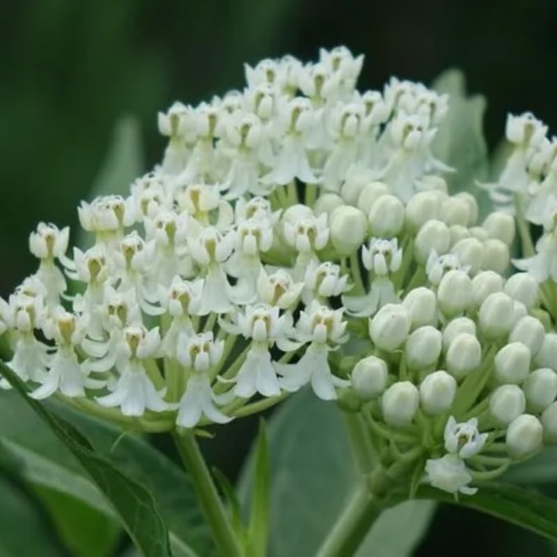 2 Random Mix Milkweed Live Plants, 5-9 Inch Tall - Image 7