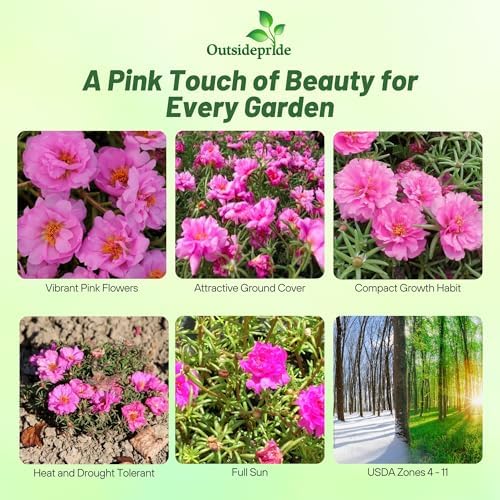 Outsidepride Pink Moss Rose Seeds - 5000 Pcs Annual, Drought & Heat Tolerant, Pollinator Friendly Ground Cover Seeds for Planting w/Vibrant Blooms & Succulent Foliage, Ideal for Xeriscaping - Image 2