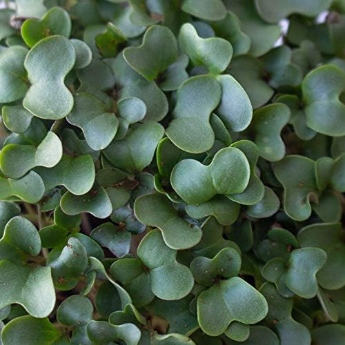 Mountain Valley Seed Co Cauliflower Microgreens Seeds 4 Oz ~32,000 Seeds - Image 3